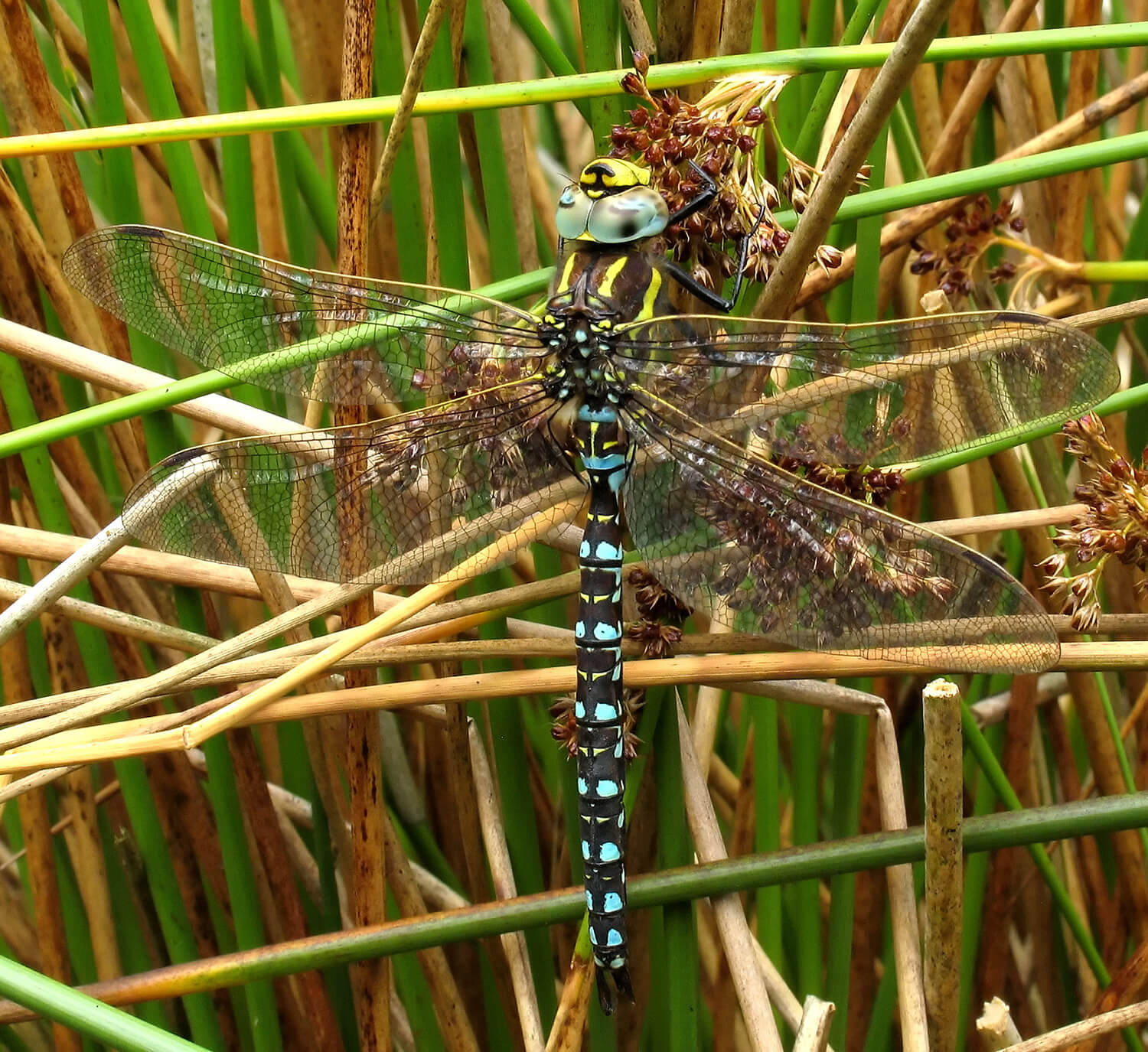 Male Aeshna juncea by David Kitching